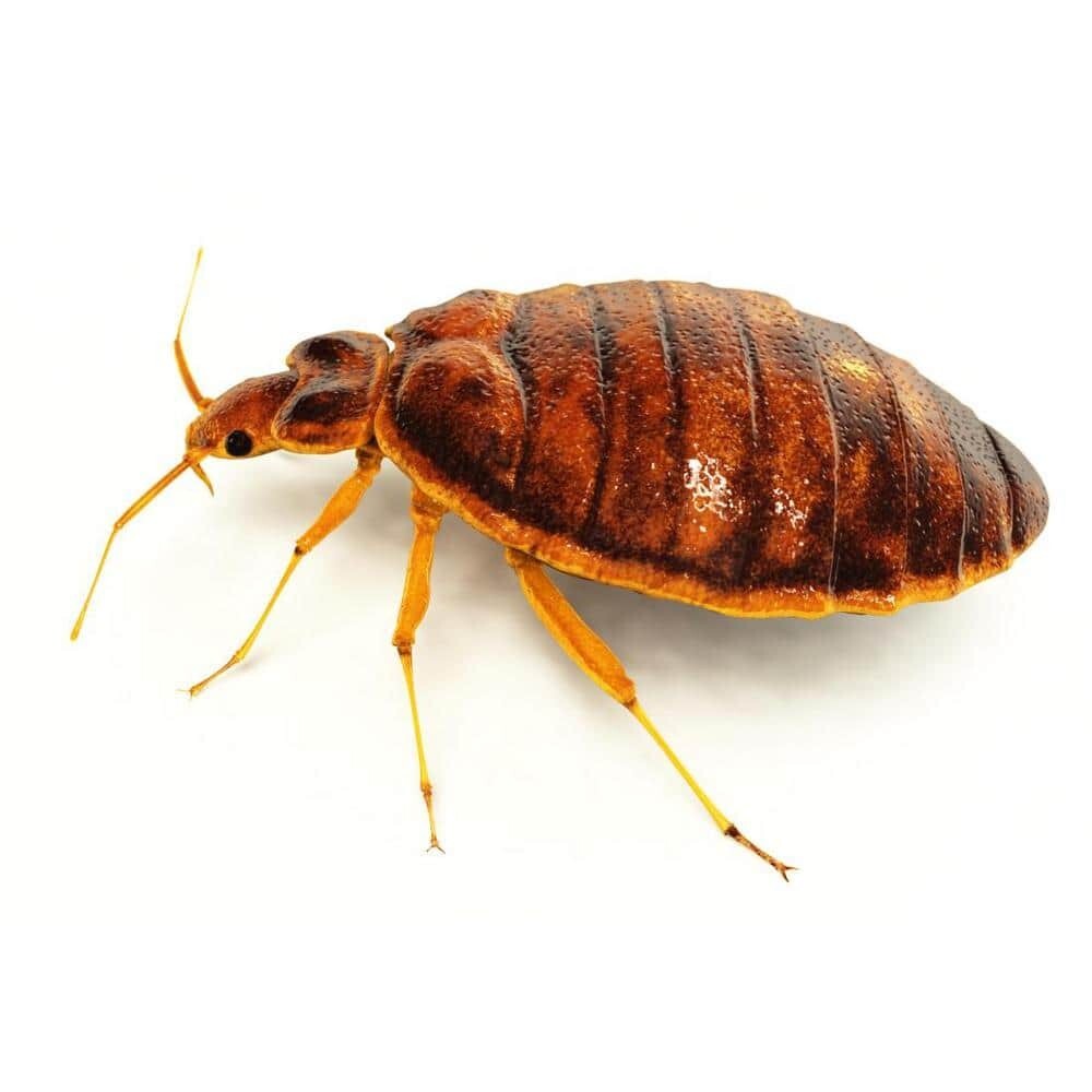 32 Oz. Bed Bug Dust Mite Natural Laundry Treatment