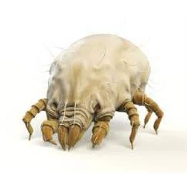 32 Oz. Bed Bug Dust Mite Natural Laundry Treatment