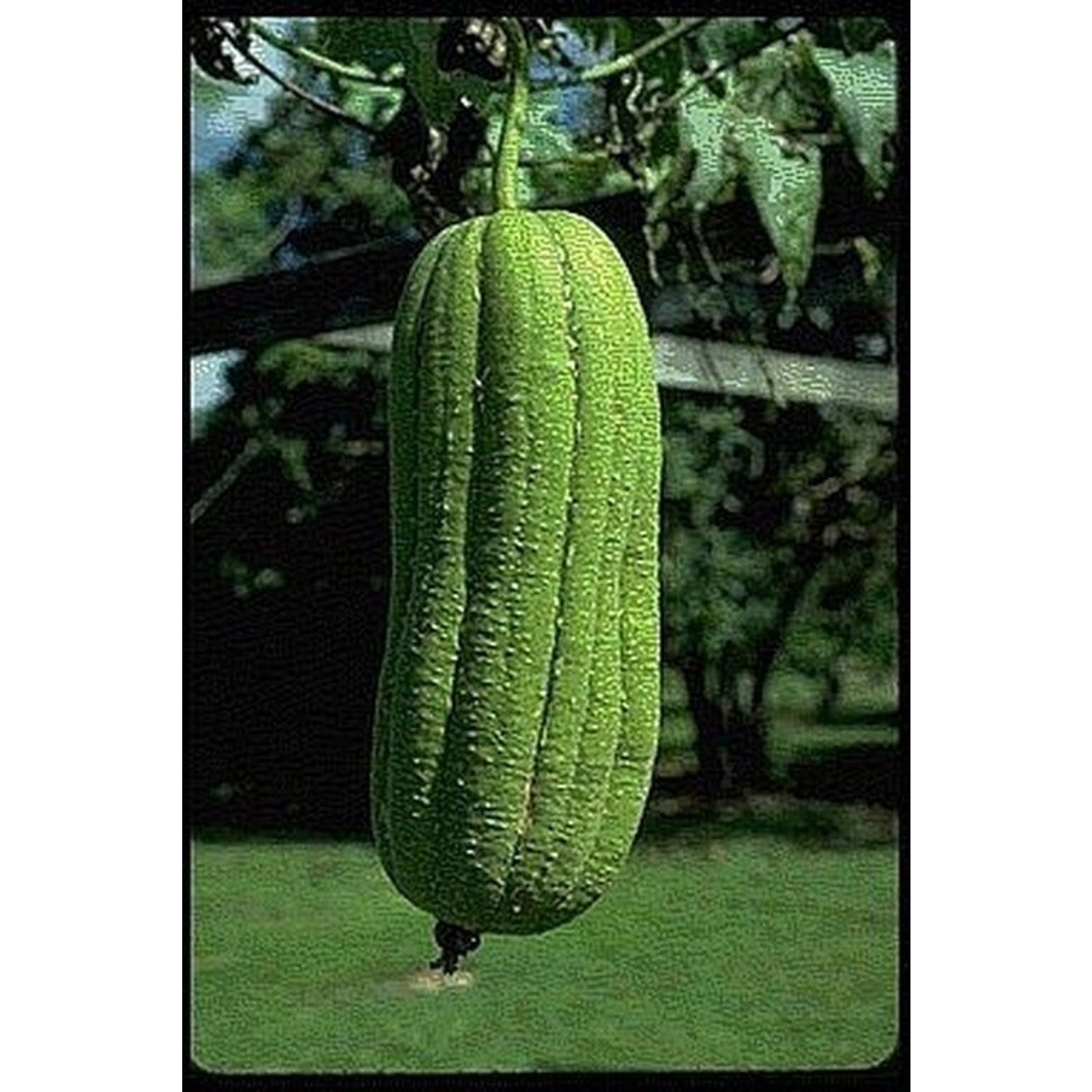 Kitchen Scrubber Pad 100% Natural Loofah Eco-Friendly, Bio-Degradable Earth