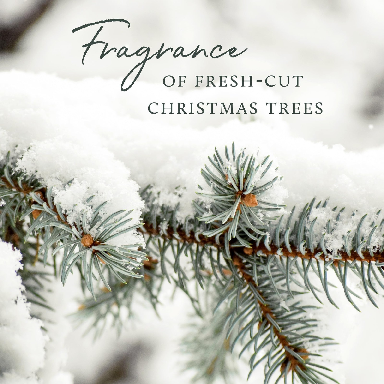 Frasier Fir Laundry Fragrance Oil Dryer Scented Wash Supply 0.5 fl oz Liquid