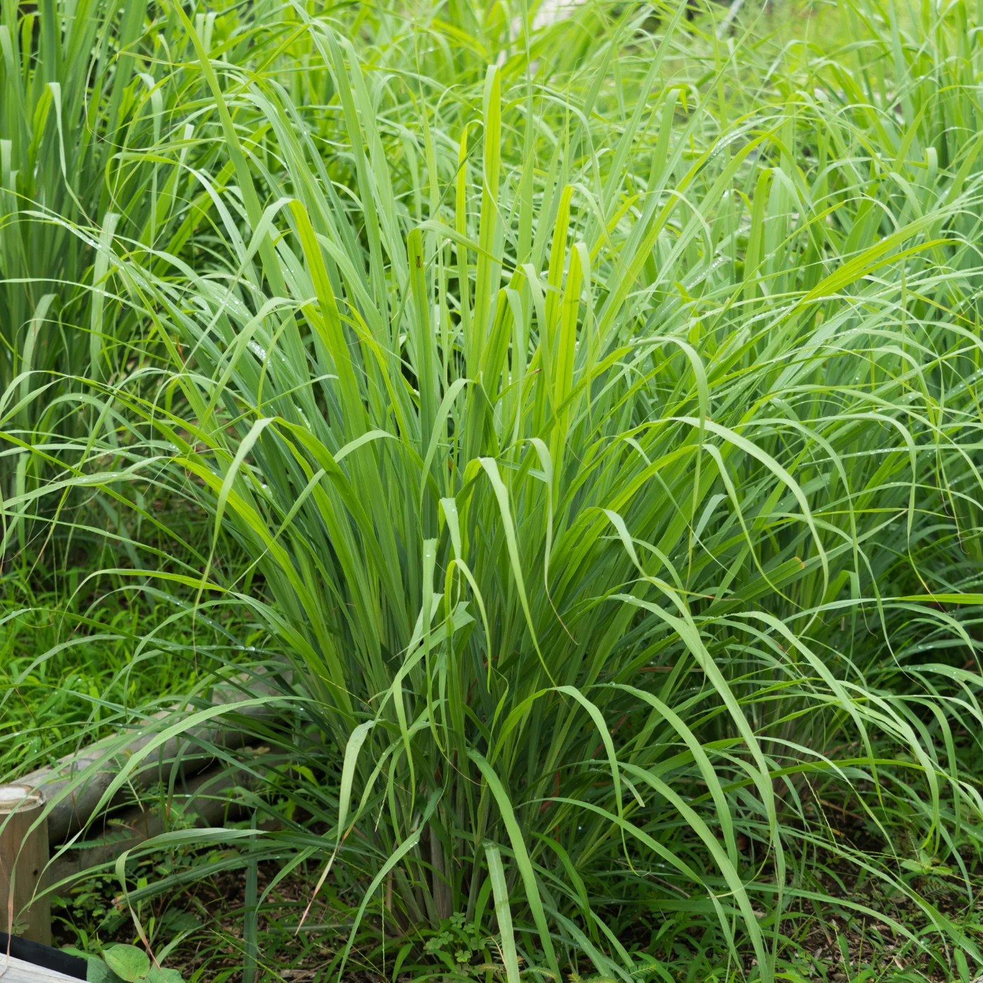 Mainstays Lemongrass 100% Pure Essential Oil Aromatherapy Use Only Each 0.5 oz