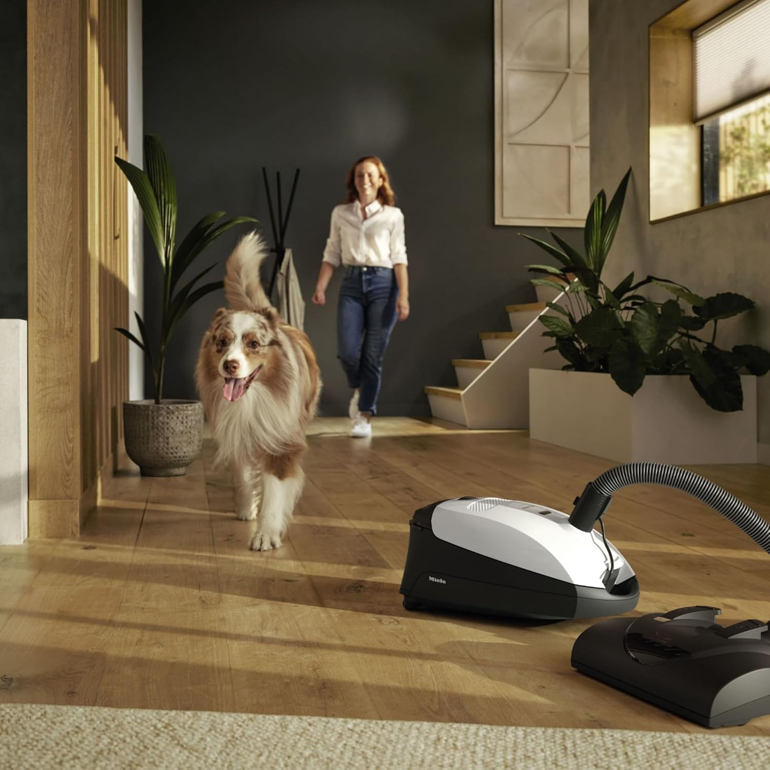 Miele Classic C1 Cat & Dog Bagged Canister Vacuum, Lotus White – Pet Hair, Porta